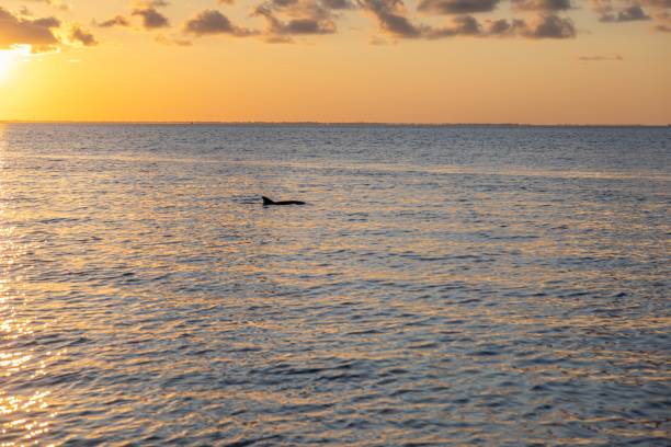 istock Serene ocean sunset with a dolphin fin visible in the distance under a partly cloudy sky 2158631520