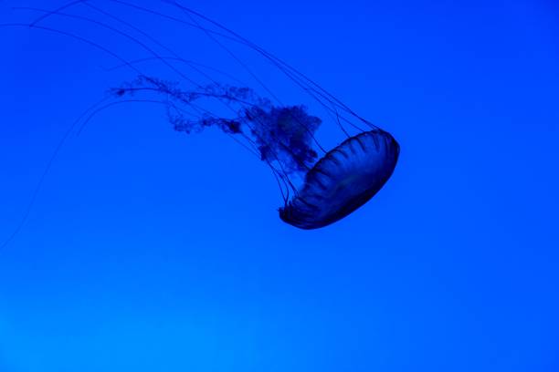 Free Stock Photo of Graceful jellyfish swimming in deep blue ocean ...