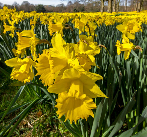 View of the fields of hope in Sefton Park Liverpool, UK