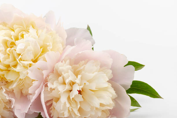 istock Floral spring background. Pink peonies and petals. Close-up. Soft focus. Nature 2158632082
