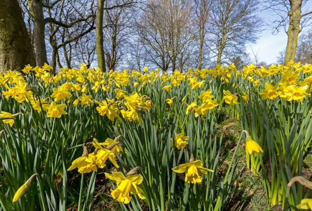 istock Field Of Hope Liverpool 2158632182