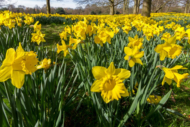 istock Field Of Hope Liverpool 2158632213