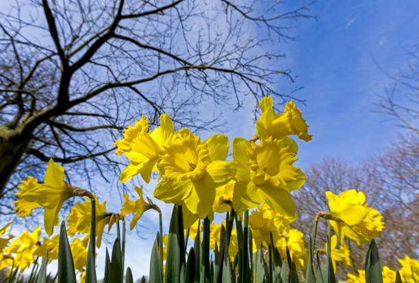 View of the fields of hope in Sefton Park Liverpool, UK
