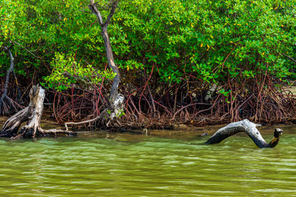 istock Mangrove vegetation and roots 2158633563