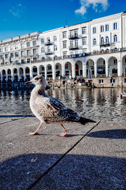 Germany , Hamburg. Seagull on the Alster. October 30, 2017