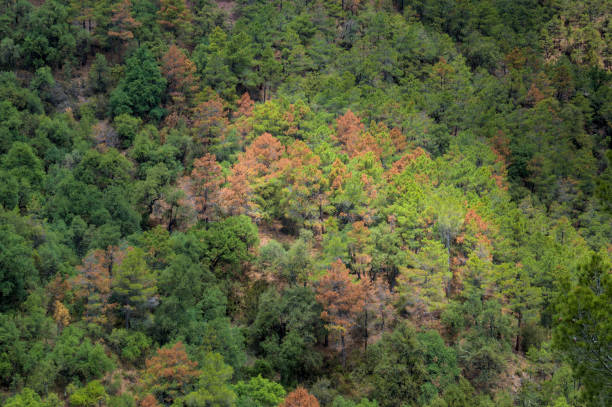 This image showcases a dense forest with a mix of green and autumn-colored trees, highlighting the natural beauty and seasonal transition within the woodland. The vibrant colors and variety of foliage create a picturesque and serene scene.