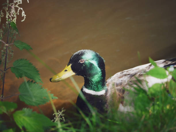 Close up of a mallard duck