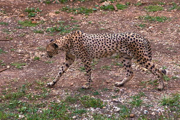A cheetah standing among tropical plants in a lush green environment