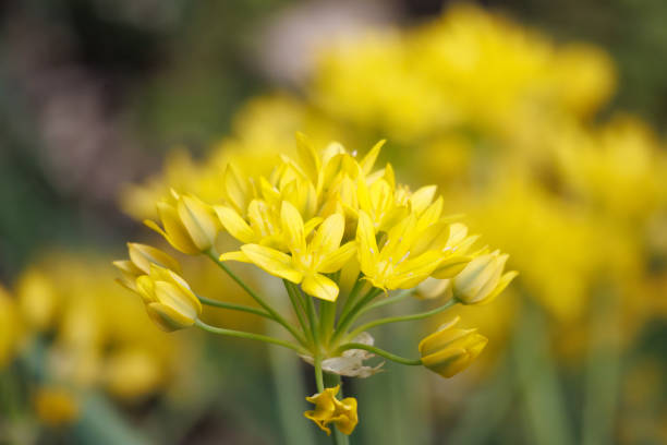 A mesmerizing composition of a delicate twig with an unusual yellow flower on a beautiful blurred background.