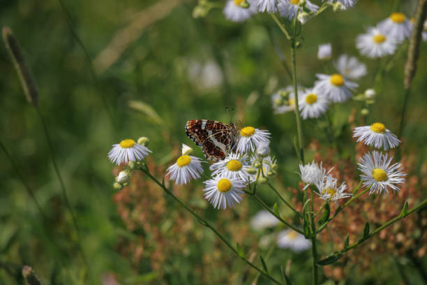 istock An airy and charming butterfly on a flower. 2158641511