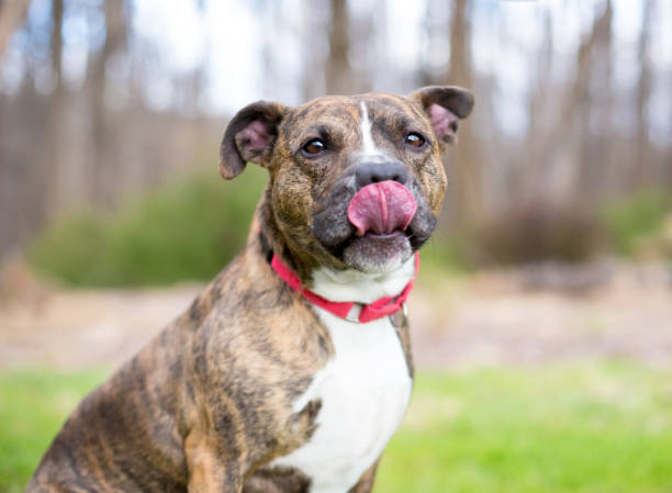 istock A brindle Pit Bull Terrier mixed breed dog licking its lips 2158642125