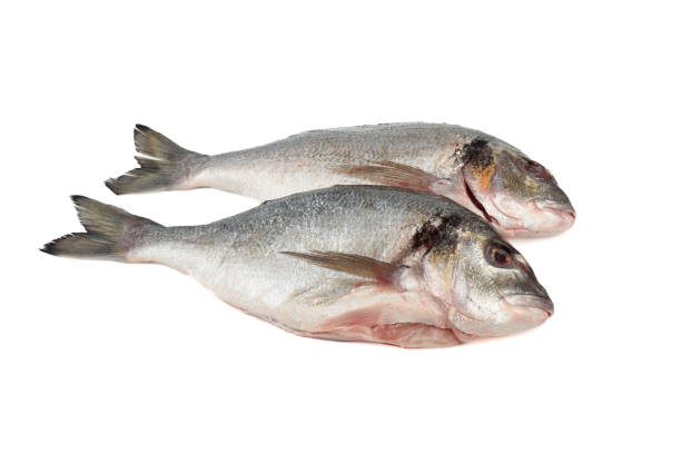 istock Two ready to cook cleaned dorado fish on white background. 2158642509