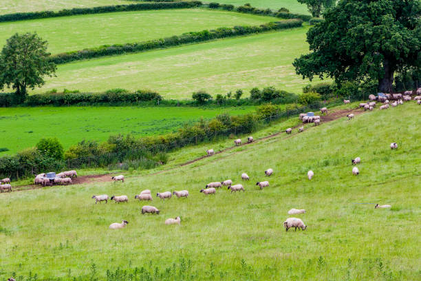 istock Sheep and lambs on a Welsh hillside in the Brecon Beacons National Park 2158643846