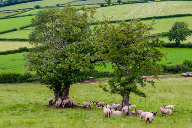 Sheep and lambs on a Welsh hillside in the Brecon Beacons National Park