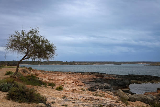 istock Embracing the windy weather in Majorca 2158645707