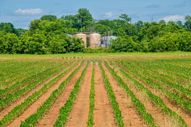 istock Soybean Field with Petroleum Tanks in Background 2158646400