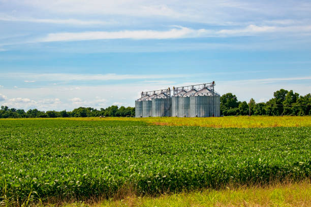 istock Soybean Field with Silos in Background 2158646405