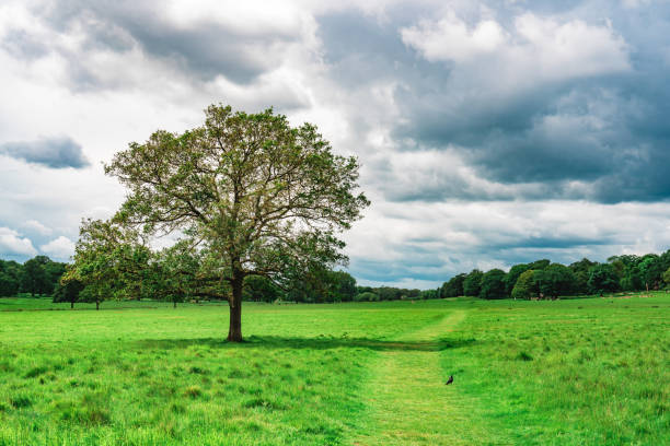 Meadow and trees at Richmond Park, London