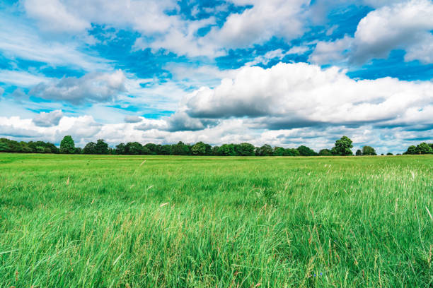 istock Meadow and trees at Richmond Park, London 2158647050