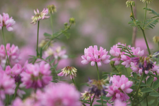 The delicate beauty of Pink Crown Vetch flowers in their natural habitat during springtime. Each blossom, with its intricate pink petals, stands out vividly against the lush greenery of the wild landscape. The flowers form dense clusters, creating a carpet of pink that gently sways in the spring breeze. The vibrant colors and soft textures of the blooms contrast harmoniously with the rugged terrain, emphasizing the resilience and grace of nature. This scene evokes a sense of tranquility and renewal, encapsulating the essence of spring in the wild.