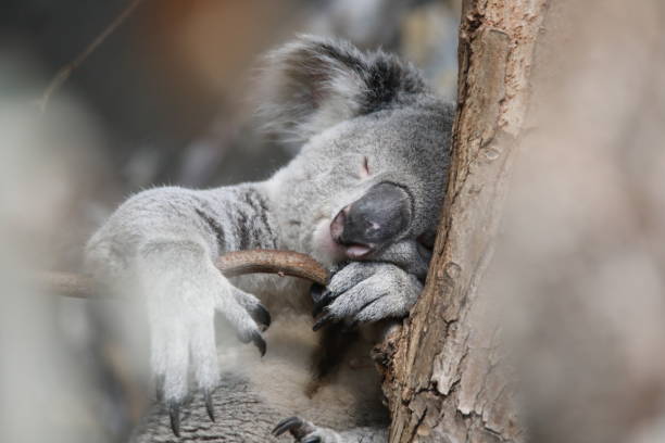 Koalas and their love for naps Joli koala qui fait la sieste sur un tronc d arbre sleeping koala bear stock pictures, royalty-free photos & images