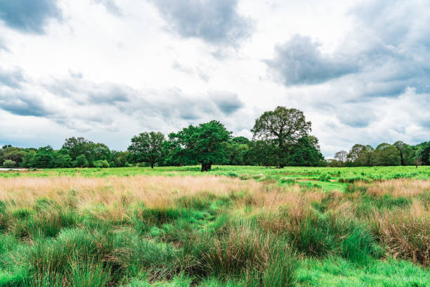 Meadow and trees at Richmond Park, London
