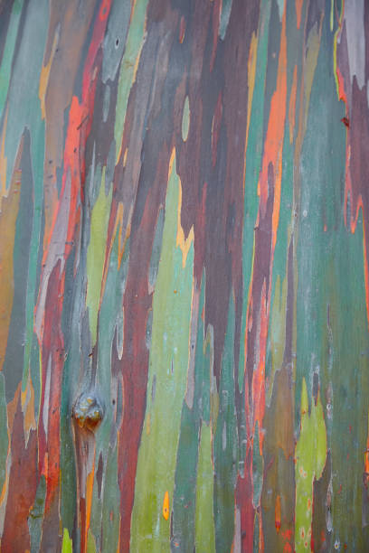 Close up of Australian Snow Gum trunk
