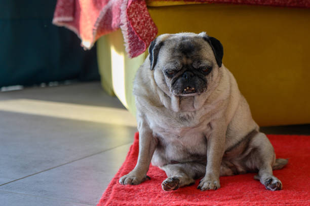 istock Senior pug resting at home 4 2158648353