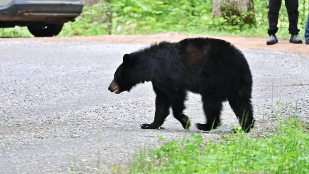 istock Black Bear Crossing the Road 2158649162