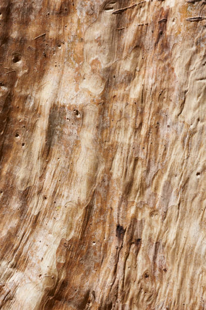 istock Tree Trunk With Woodpecker Holes, Close-Up 2158649336