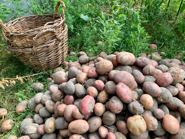 istock Fresh organic potatoes and baskets on the grass 2158649551