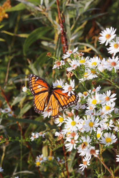 A Monarch butterfly perched delicately on a bunch of white daisies. Its wings, adorned with vibrant orange and black patterns, create a striking contrast against the soft white petals of the flowers. The sunlight gently illuminates the scene, highlighting the intricate details of the butterfly's wings and the delicate structure of the daisies. This serene and natural setting showcases the butterfly's elegant presence amidst the beauty of blooming daisies, offering a glimpse into the harmony and tranquility of nature.