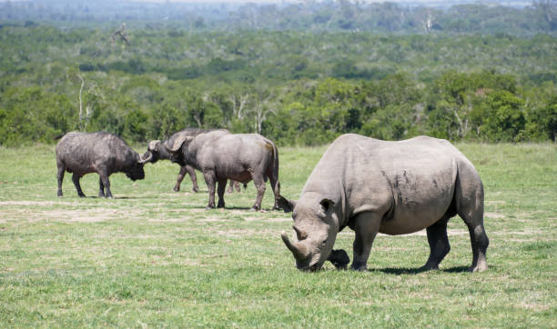 istock Rhino with cape buffalo 2158649881