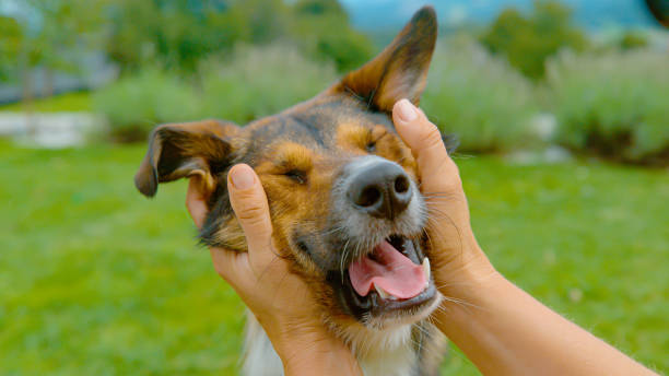istock CLOSE UP, DOF: Happy dog receiving an affectionate rub from its caring owner 2158650472