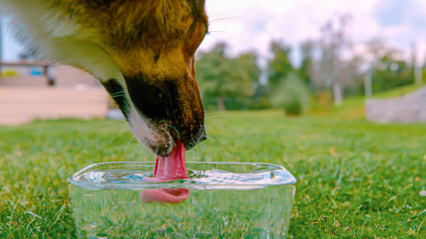 CLOSE UP: Thirsty brown dog is lapping and drinking water from a big glass bowl placed on the grass after running and playing around in the garden. Importance of proper hydration on hot summer days.