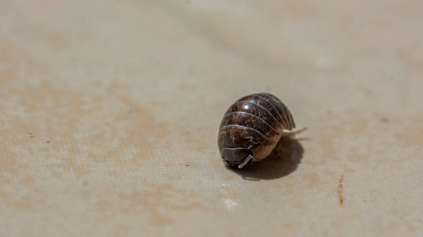 istock A macro shot of an insect 2158651445