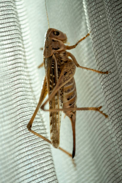 A macro shot of a cute grasshopper perched on a household curtain