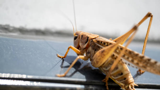 istock A macro shot of an insect 2158651519