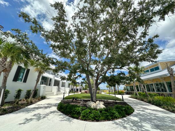 istock Beautiful Shady Oak Tree casting shadows in Downtown Wellen Park 2158651551