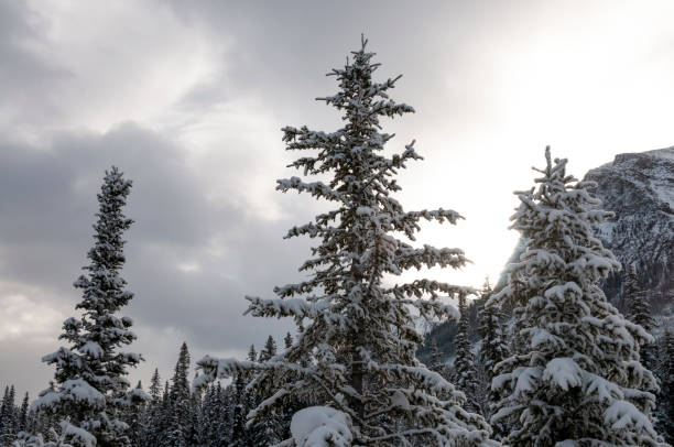 Majestic snowy landscapes in Banff, Canada, featuring pristine white snow covering the ground and surrounding trees. The Rocky Mountains provide a breathtaking backdrop, with their peaks dusted in snow. The serene environment is perfect for winter activities such as skiing and snowboarding. The crisp, cold air and clear blue sky create a picturesque winter wonderland.
