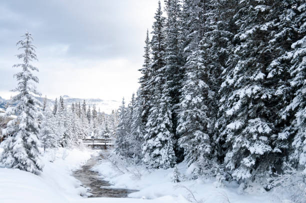 Majestic snowy landscapes in Banff, Canada, featuring pristine white snow covering the ground and surrounding trees. The Rocky Mountains provide a breathtaking backdrop, with their peaks dusted in snow. The serene environment is perfect for winter activities such as skiing and snowboarding. The crisp, cold air and clear blue sky create a picturesque winter wonderland.