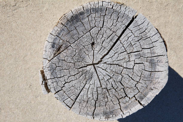 Texture of a weathered cut log on a background of sand.