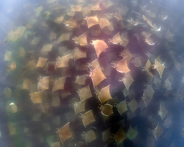 A large aggregation of Munk's Devil Rays aka Mobula Rays (Mobula munkiana) in Baja California Sur, Mexico