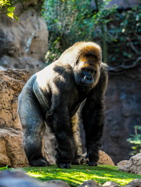 istock A large gorilla stands in front of a rock wall 2158654688