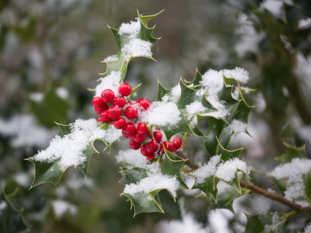 istock Holly berries covered in fresh snow 2158658942