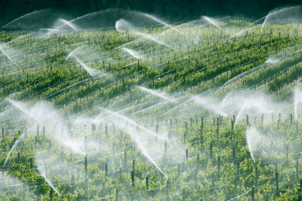 istock Aerial view rows of grapes being irrigated 2158658969