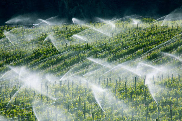 Aerial view rows of grapes being irrigated