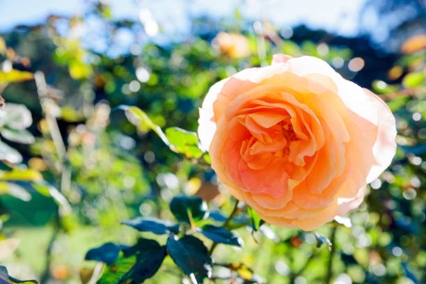 istock A beautifully vibrant orange yellow rose in the bright sunlight 2158662589