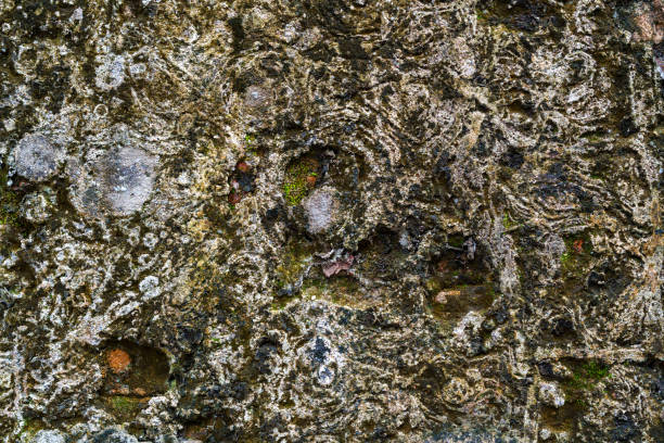 Textured background of a dirty cement wall with moss, cracks, and dampness.