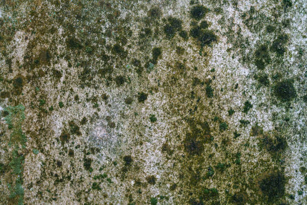 Close up of Aspergillus oryzae is a filamentous fungus, or mold that is used in food production, such as in soybean fermentation for education in laboratory.(soft focus and have Grain/Noise)